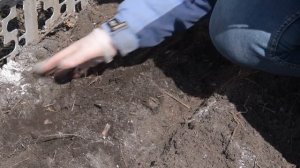 Посев АСТРЫ И мелкоплодных ПОМИДОР на рассаду.