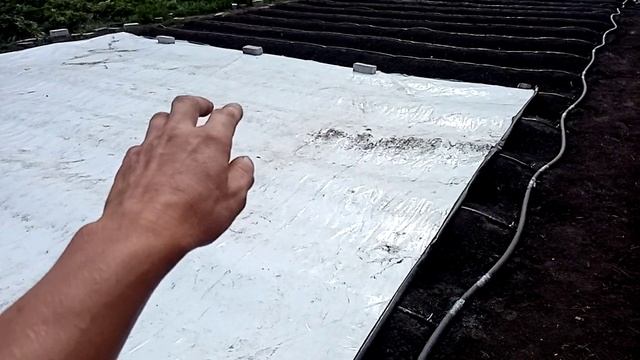 Подготовка бугров, натяжка плёнки на бугры. смотреть онлайн