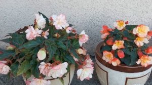 Бегония I´CONIA. 3 сорта.  Мисс Монреаль, мисс Малибу, Арома Пич.