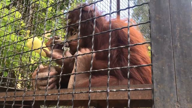 У даны "шведский стол"! Orangutan Dana. Taigan. Crimea. смотреть онлайн