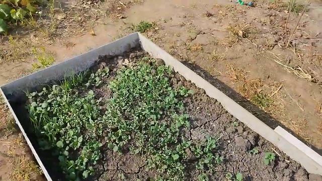 Высокие грядки из плоского шифера. смотреть онлайн