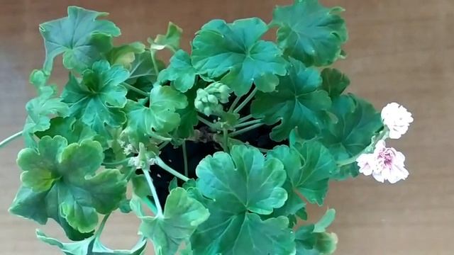 Лучшие сортовые пеларгонии.Идеальная пестролистная пеларгония Odensjö Made in Sweden.Первое цветени смотреть онлайн