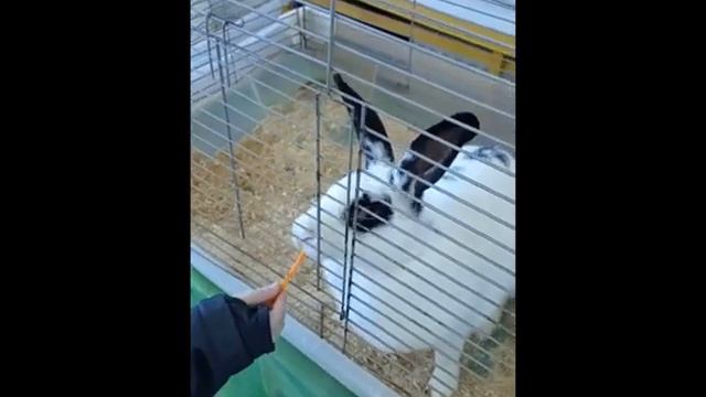 Кролик, которого нельзя гладить ))) смотреть онлайн