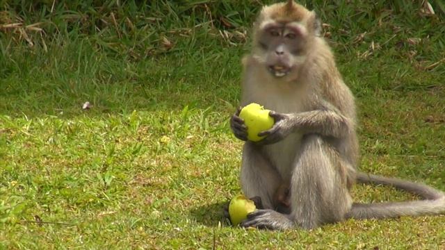 My 10 happy years in Mauritius смотреть онлайн