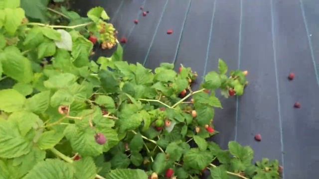 Малина Каскад Делайт ( летнего плодоношения) смотреть онлайн