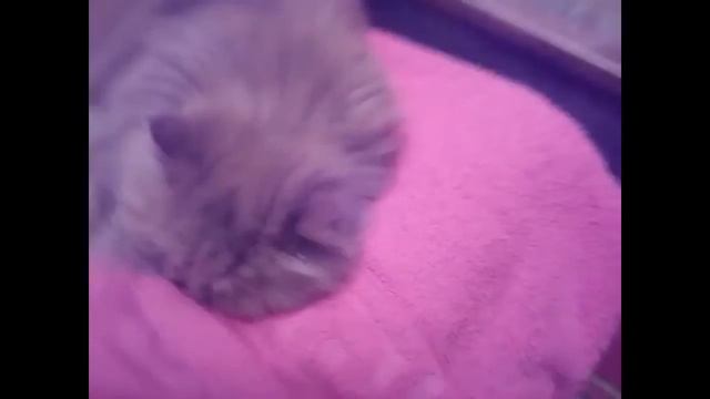 Паронармальная Зон@.Мы нашли 1 монстра смотреть онлайн