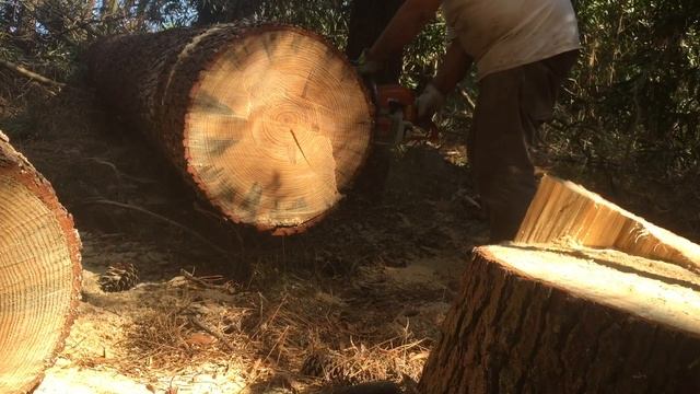 Stihl Ms 290