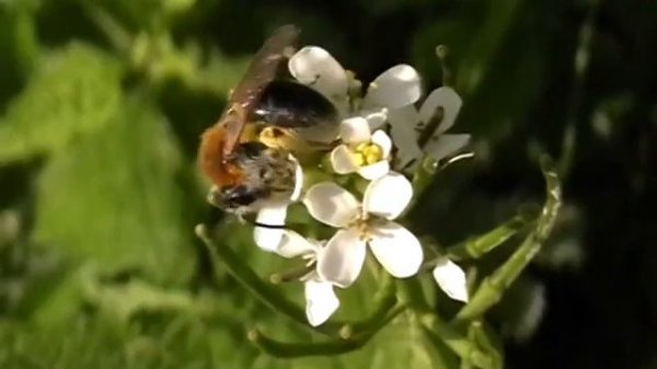 Andrena haemorrhoa (Andrenidae-Hymenoptera)
