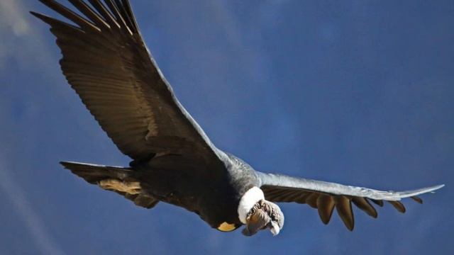 ПИТОМЦЫ ЗООПАРКА - Кондор смотреть онлайн