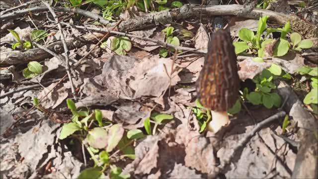 Сморчки в конце мая. Грибы 2022 смотреть онлайн