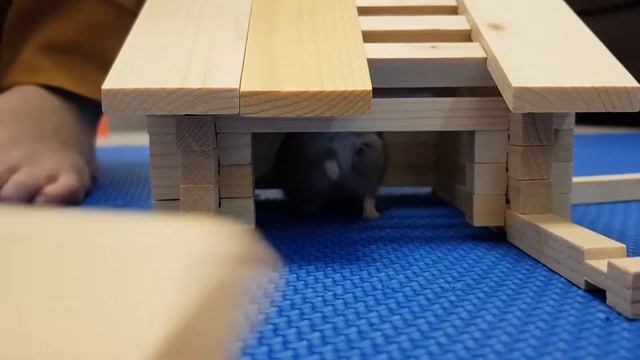 Строим деревянный домик для хомяка смотреть онлайн