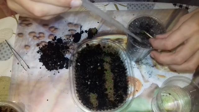 пересадка (пикировка) эустомы . в какой грунт сажать . рассада эустомы 2021 смотреть онлайн