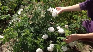 Роза бедренцеволистная крупный план. Роза белая, кустовая.