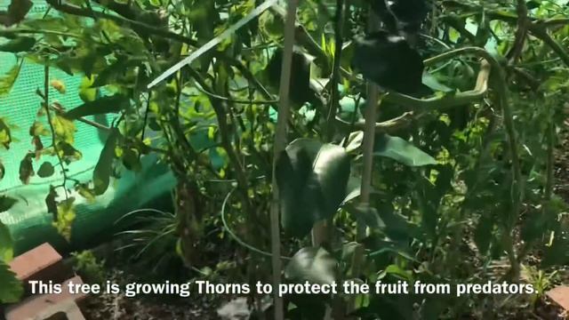 Episode 163: Updates on Meyer Lemon, Mexican Key Lime, Miho Satsuma & Calamondin Trees & Seedlings смотреть онлайн