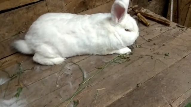 Линька у кроликов//Покрытие крольчихи в период линьки