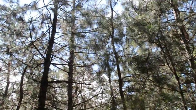 Сосновый бор, пение птиц, шум ветра смотреть онлайн