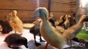 утята индийский бегунок,цвет Арлекино и чёрный!!