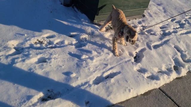 Perl trying to walk herself, realizes she's being video'd смотреть онлайн