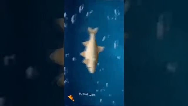А вы знали какие рыбы обитают на Иссык Куле смотреть онлайн