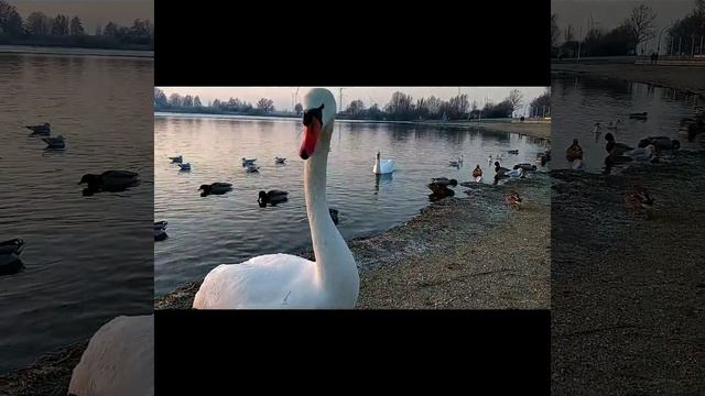 Красивые и огромные Лебеди в Германии! смотреть онлайн