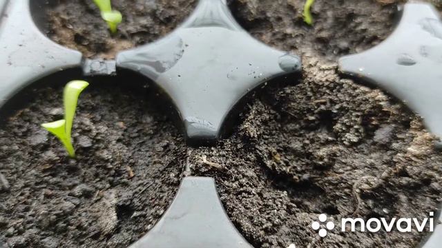 Посев эустомы и петуньи под снег