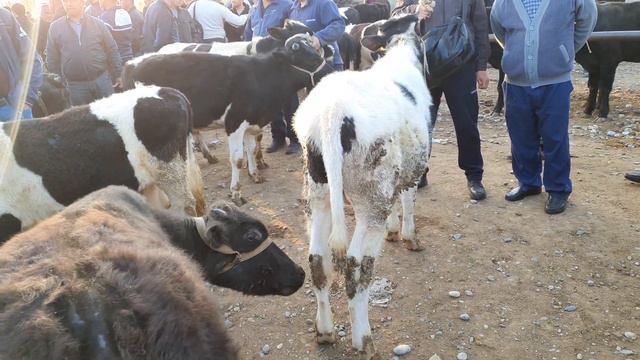 MINDON, HONQIZ VA CHIMYON BOZORI NARHLARI 06,04,22 YIL . смотреть онлайн