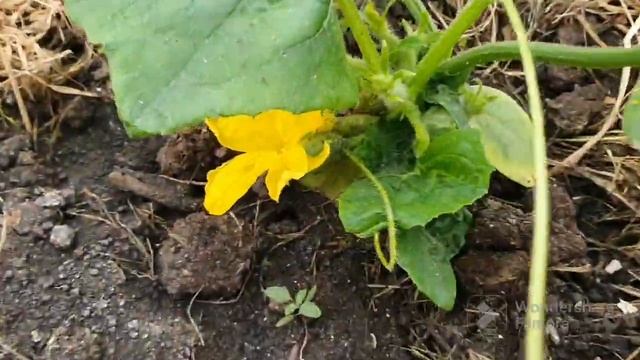 152. С утра на огороде. Первая клубника. Утки муларды. смотреть онлайн