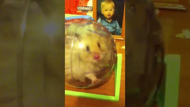 My crazy hamster in her ball ? смотреть онлайн