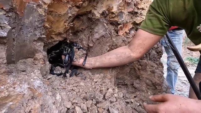 4 Expert Catch 1000 King Cobras By Hand смотреть онлайн