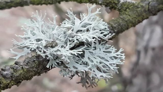 Как отличить мох от лишайника... смотреть онлайн