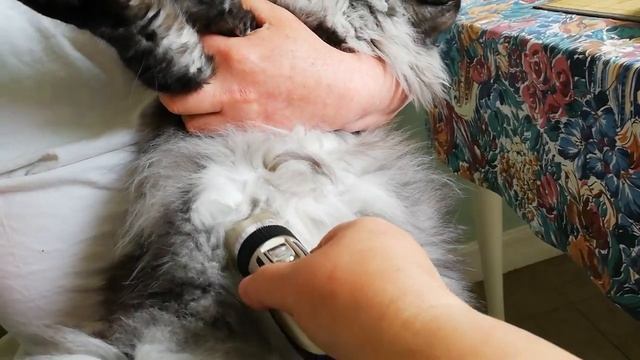 Стрижём кота/Grooming a cat смотреть онлайн