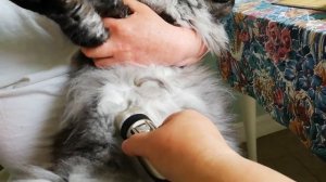 Стрижём кота/Grooming a cat