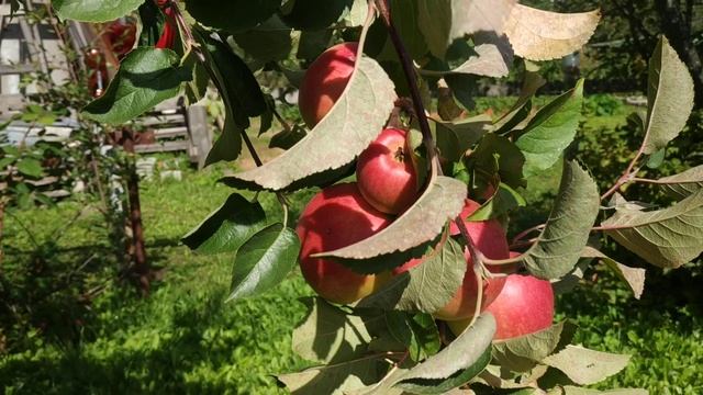 Яблони в саду.Как правильно и когда убирать урожай яблок и груш?Влияние срока сбора яблок на урожа смотреть онлайн