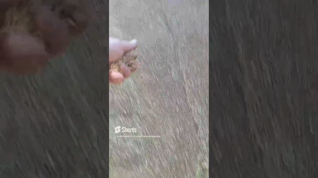 Samogonshikiuganravsamogona