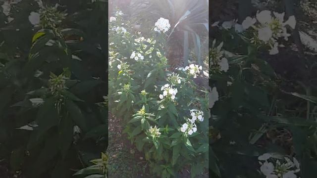 Флокс - цвят и аромат в нашите градини. смотреть онлайн