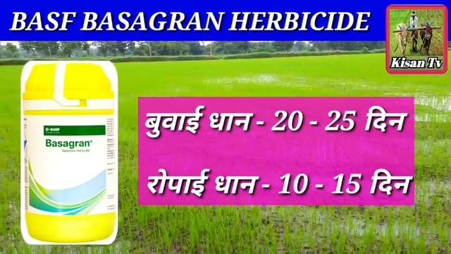 BASF Basagran Herbicide | Bentazon 480/sl | basagran herbicide price does work result | paddy crop смотреть онлайн