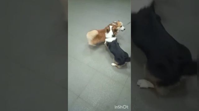 Дерзкий "пудель"!😆 смотреть онлайн