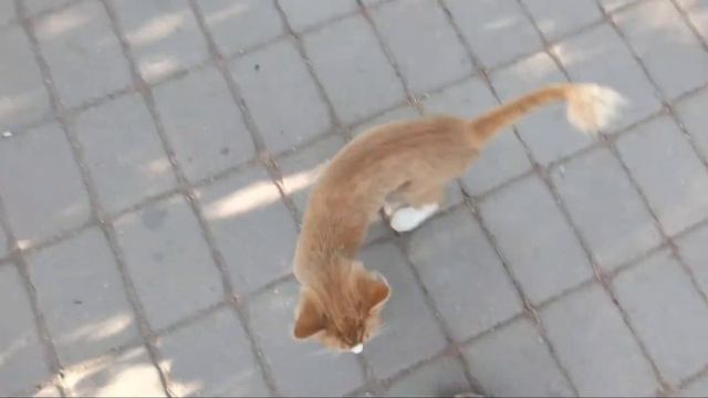 Котик со стрижкой льва смотреть онлайн