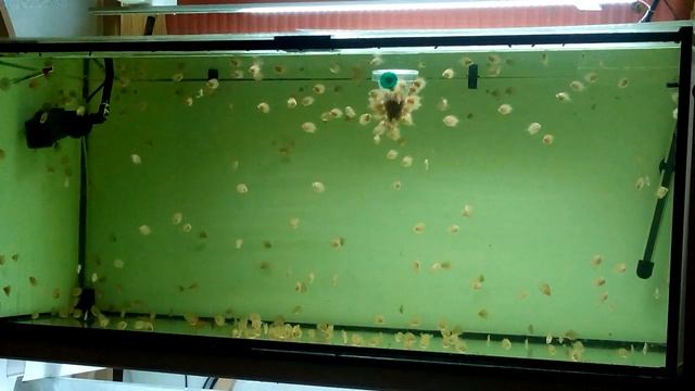 Мальки дискусов red melon - мальки дискуса красной дыни - 23 дня смотреть онлайн