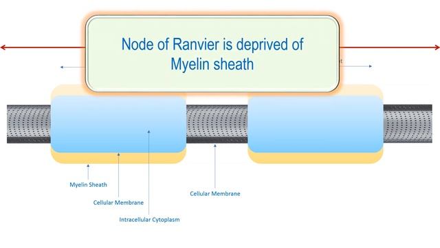 Node of Ranvier, the Anatomy (With Permission of Dr. Ammar MANSOUR) смотреть онлайн