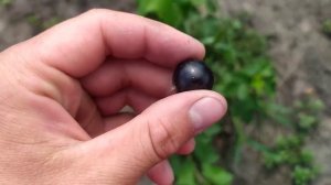 чорна смородина "Блек Меджік Карбон" сигнальне плодоношення куща весняної посадки.