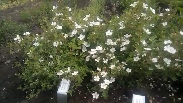 Лапчатка кустарниковая Эбботсвуд смотреть онлайн