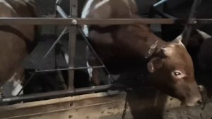 Сравнение бычков голштинской породы и мясо-молочной породы