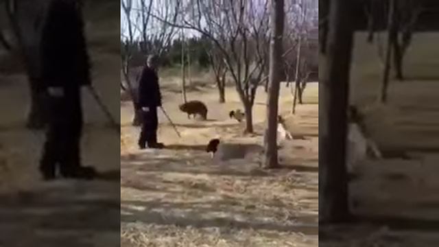 Стая котов напала на собаку смотреть онлайн