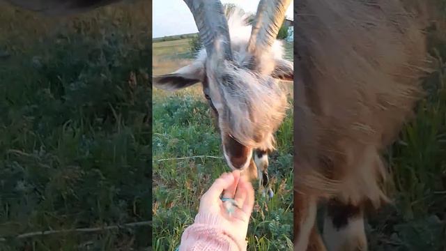 мой маленький никуся ха ха 🤣🤣 смотреть онлайн