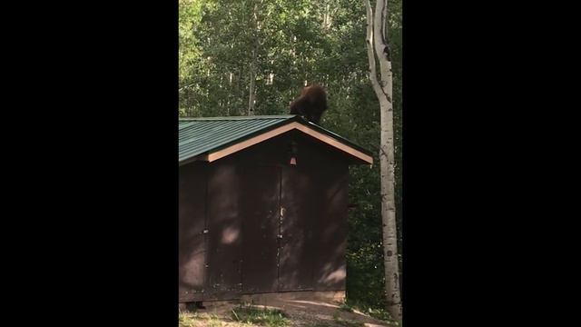 Медведь похитил кормушку для птиц, проделав акробатический трюк смотреть онлайн