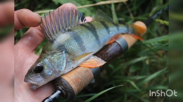 Мормышинг. Особенности ловли на мелкие приманки. Что такое мормышинг. Как ловить? смотреть онлайн