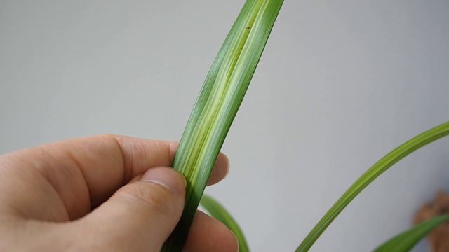 맑은 청향의 하란 옥중소심 │ 심비디움 엔시폴리움 │ Cymbidium ensifolium var. alba | 화이 Orchid Story смотреть онлайн