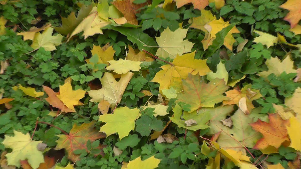 Группа "ДДТ" - "Последняя осень". Щёлково. смотреть онлайн