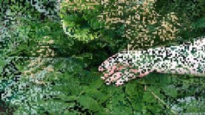 ПОСКОННИК  РОДЖЕРСИЯ  ЛИАТРИС